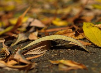 Je tuin klaar maken voor de winter tuin