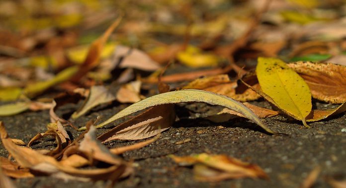 Je tuin klaar maken voor de winter tuin