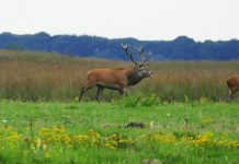 Vakantie in Gelderland, waar moet je heen? Gelderland