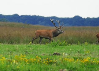 Vakantie in Gelderland, waar moet je heen? Gelderland