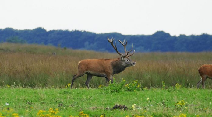 Vakantie in Gelderland, waar moet je heen? Gelderland
