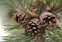 Gebleekte dennenappels als decoratie dennenappels