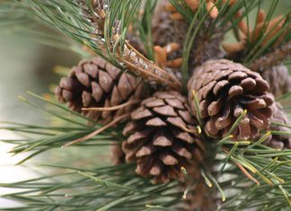 Gebleekte dennenappels als decoratie dennenappels