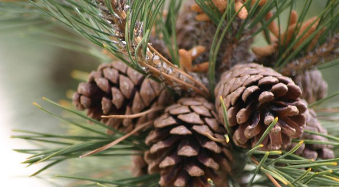 Gebleekte dennenappels als decoratie dennenappels