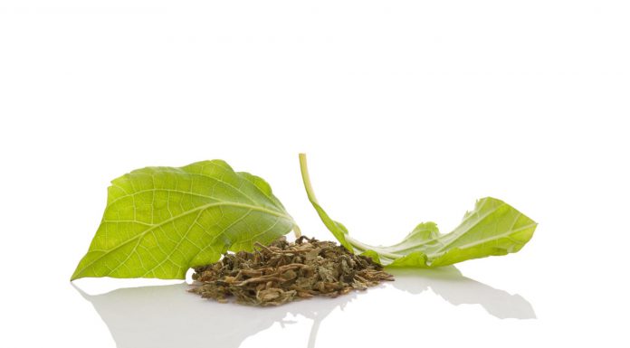 Ontdek de spirituele en genezende doeleinden van Salvia salvia plant